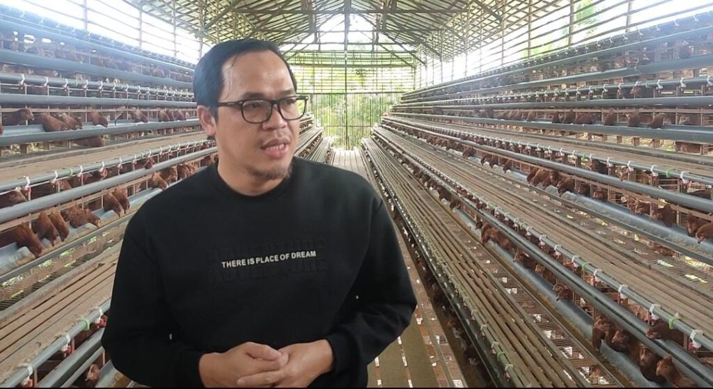ayam petelur